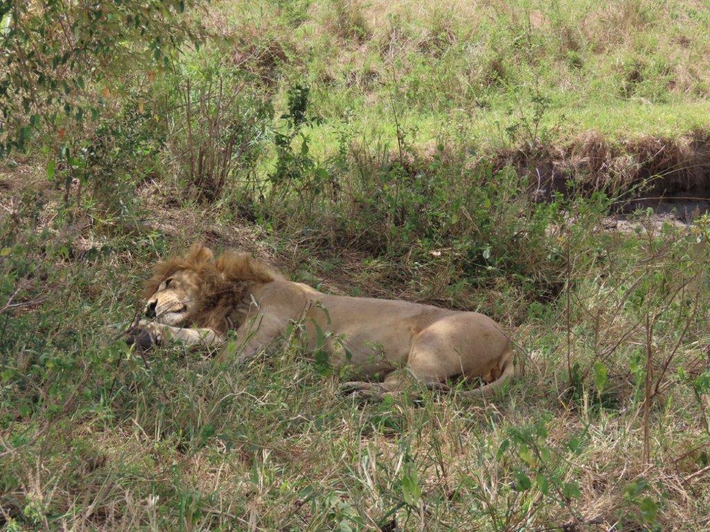 Then he goes back to sleep