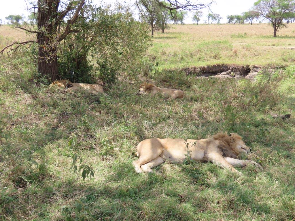 Three male lions sleeping in the shade