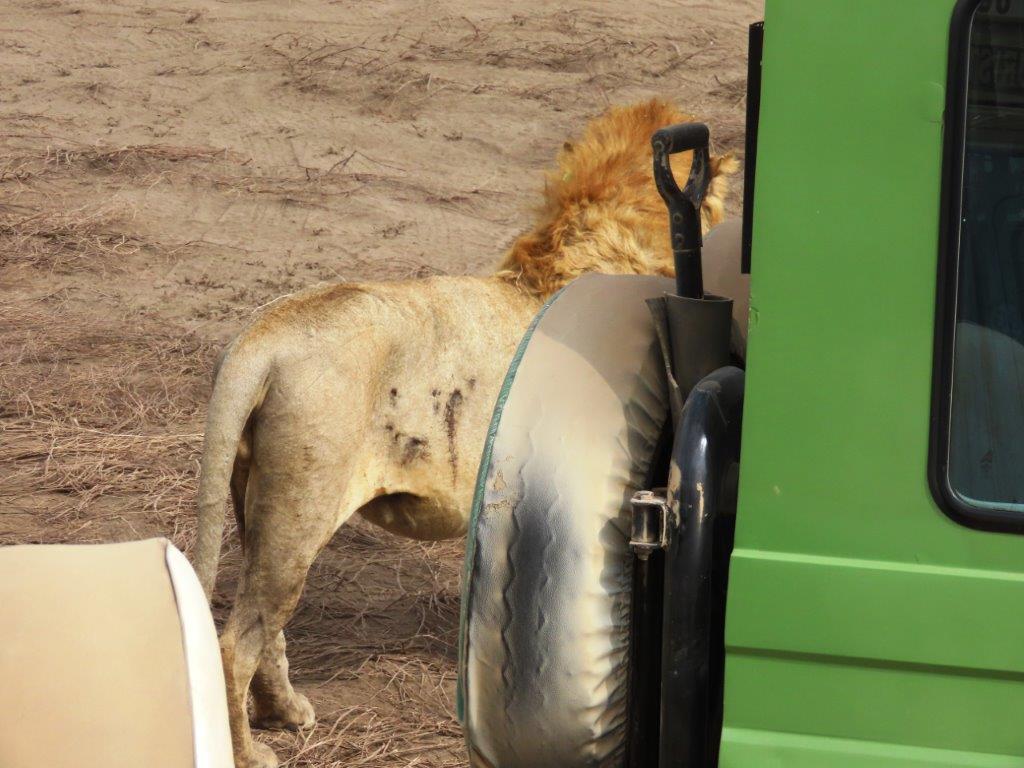 Lion moves behind another vehicle