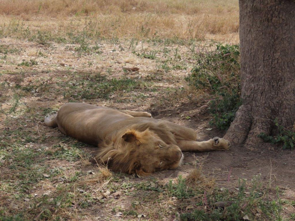 The other male lion, sleeping under the tree about 20 feet from us.