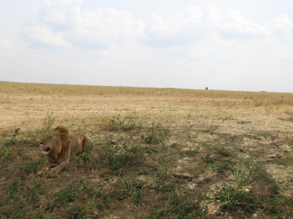 First male lion, with the elephant way out on the horizon - he looks so tiny from this vantage point