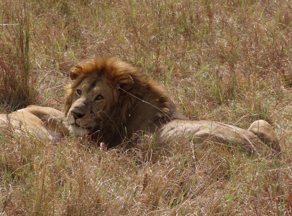 Lioness goes back to sleep, but the male is looking around.