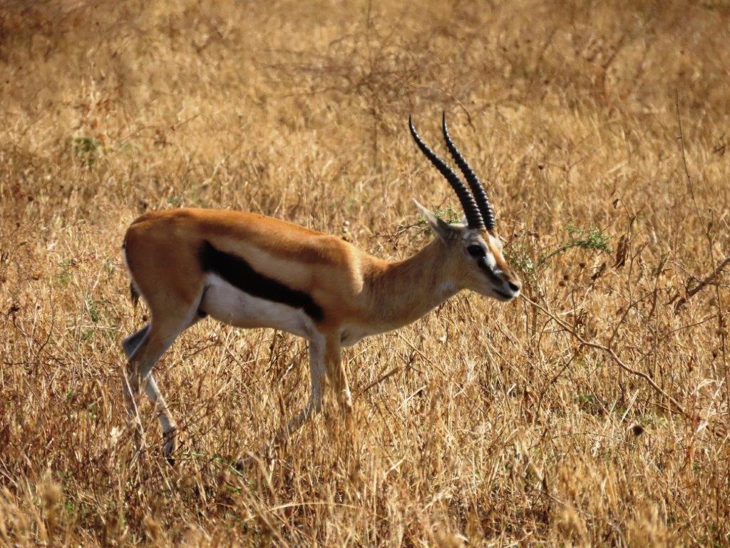 The gorgeous Thomsen's gazelle