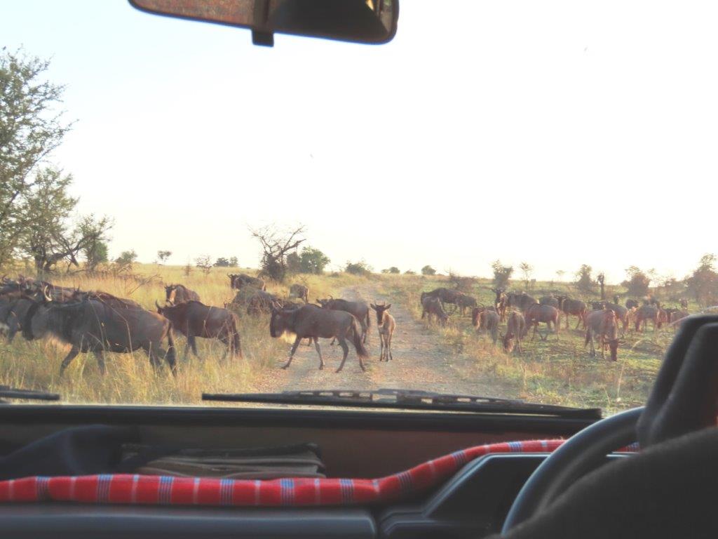 Wildebeest herds crossing the road in front of us as they move towards the Maya River.