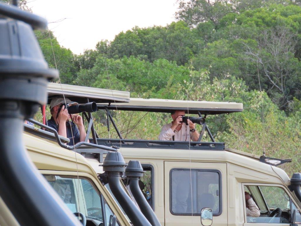 Other safari goers taking pictures of the lions out of the pop-up roofs of their Land Cruisers.