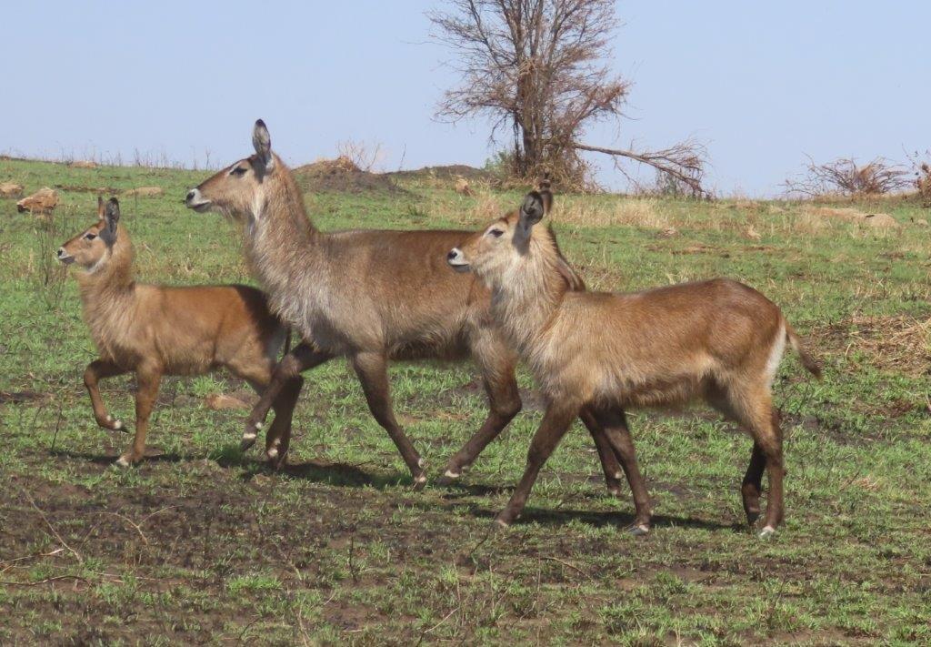 Set of three waterbucks