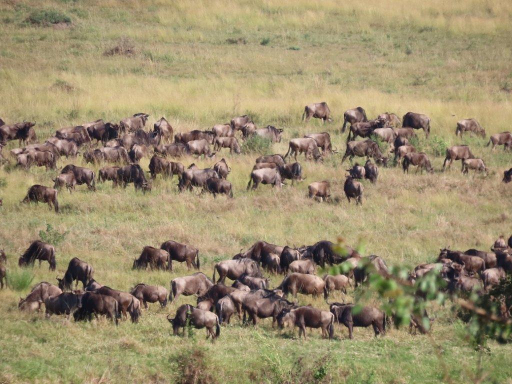 Wildebeest herds gathering along the edge of the river, waiting to cross