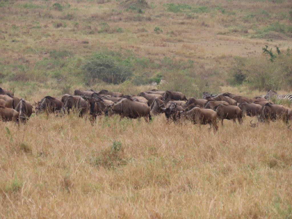 Wildebeest herd milling around aimlessly
