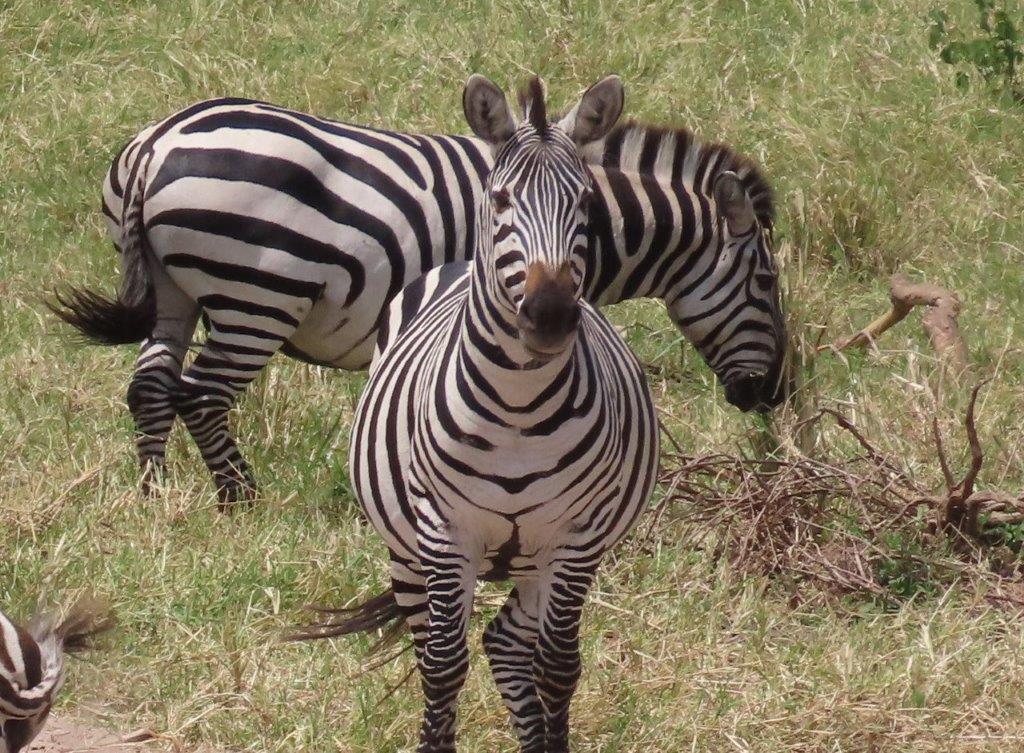 Zebra showing off the patterns on their faces. Also notice the patterns on the chest - far less detailed.