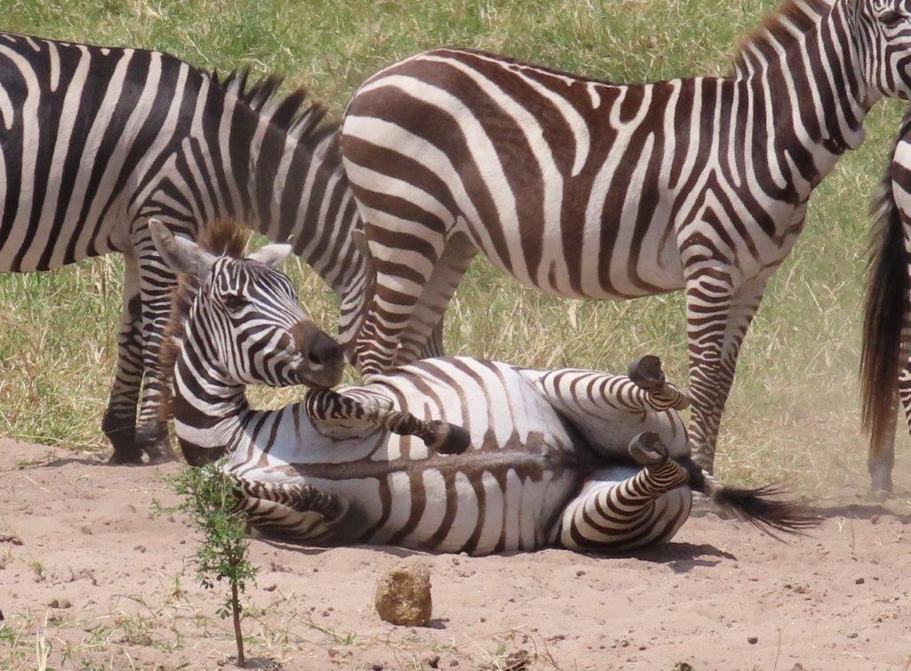 Sometimes the zebras lay down and roll in the dust - perhaps scratching an itch?