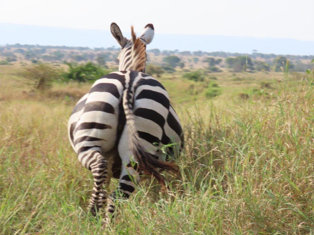 Really fat zebra - is she pregnant? Her belly is HUGE!