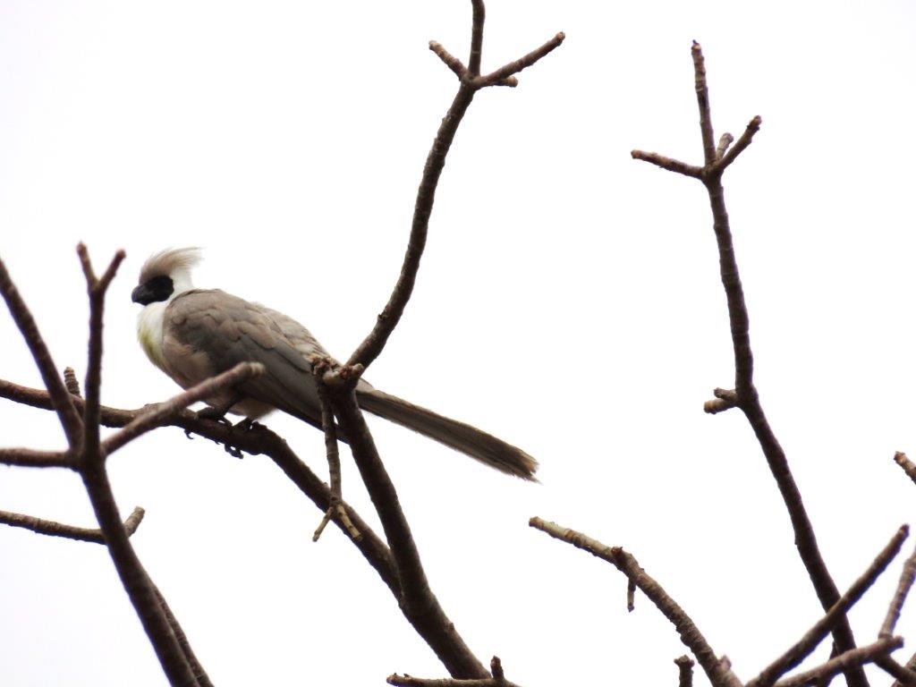 Bare-faced Go-away bird in Tarangire National Park