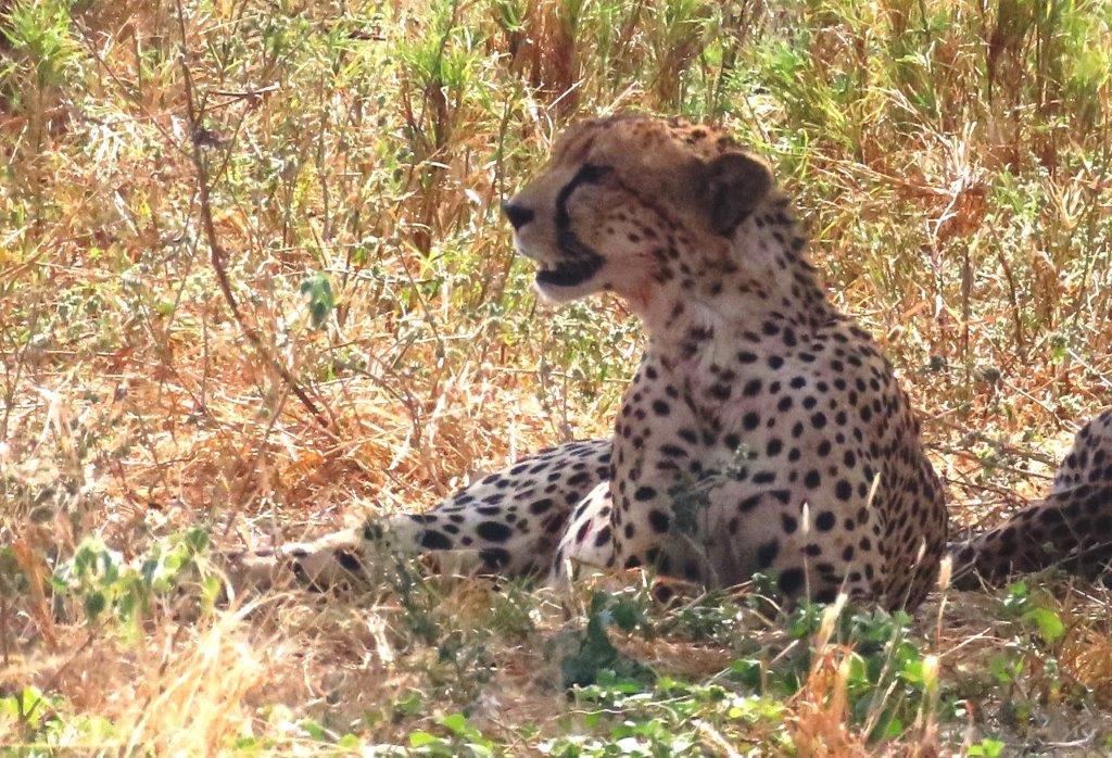 Cheetah keeping a look out for dangers, or maybe food?