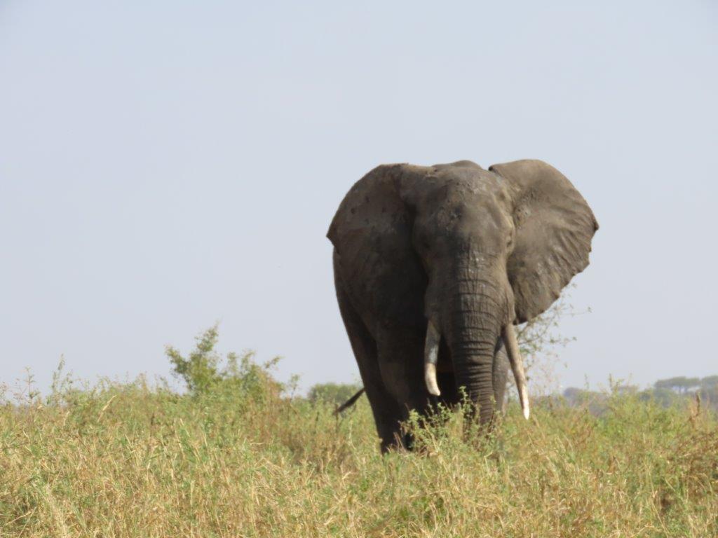 the African Elephant is one of the largest animals in Tanzania