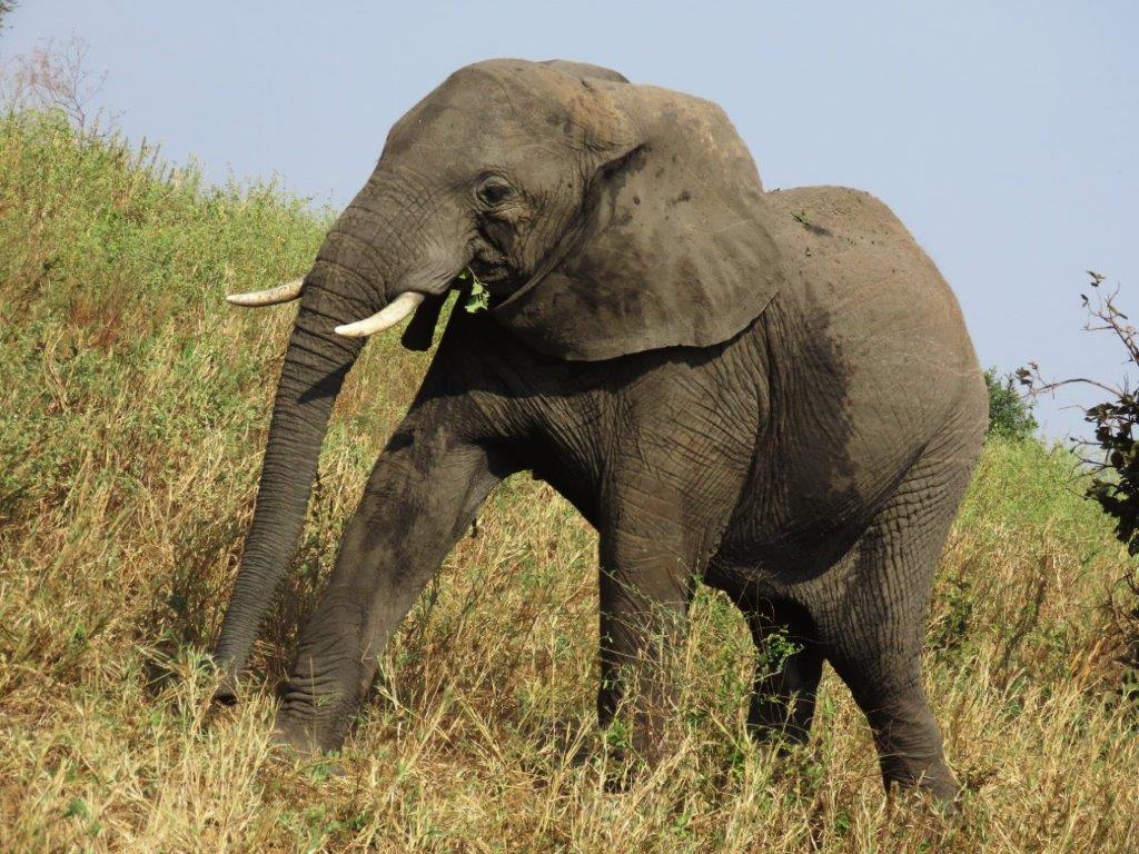 African elephant passing by our vehicle