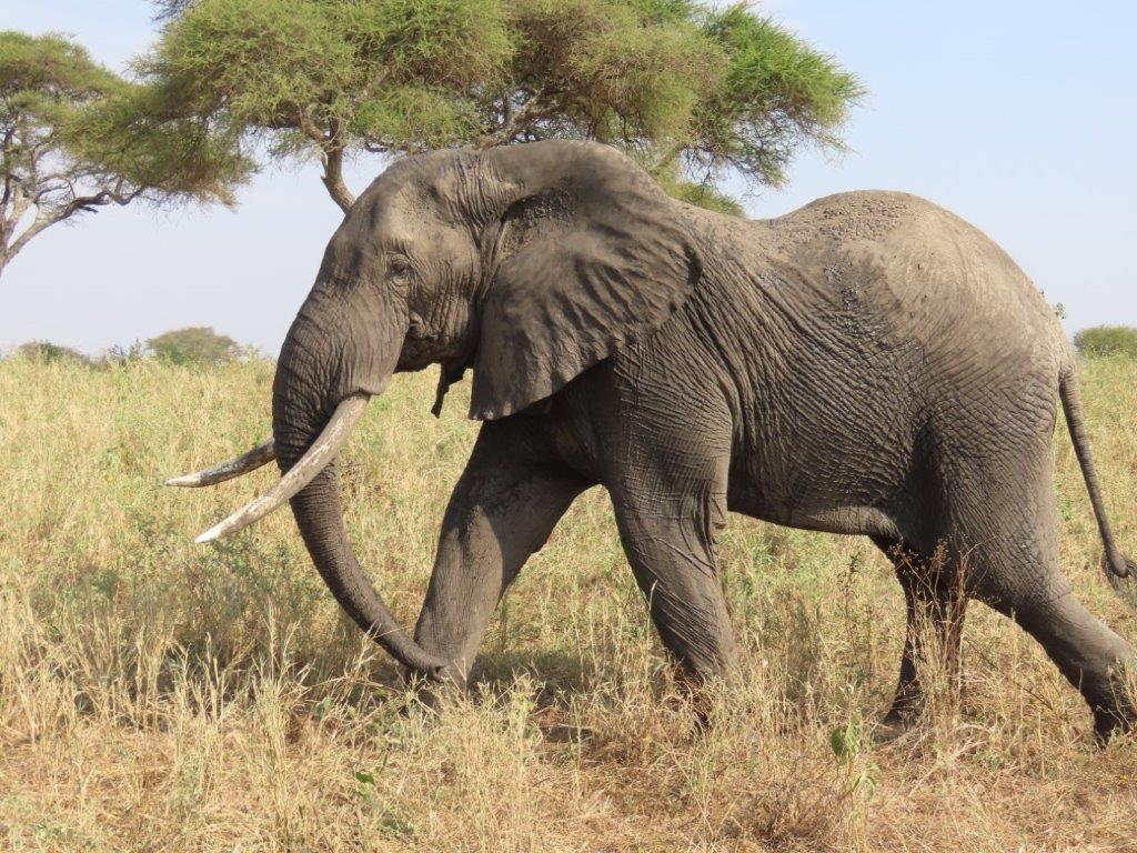 Elephant moving in Tarangire National Park
