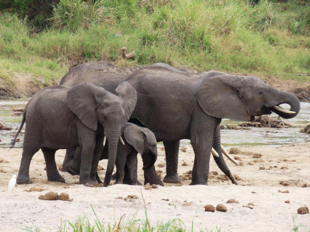 Elephants drinking at the river in Tarangire National Park - some of the largest animals in Tanzania