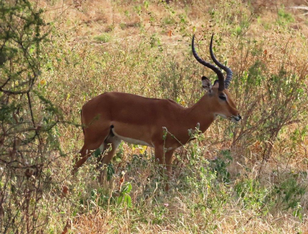 Full body shot of the Impala of Tarangire National Park.