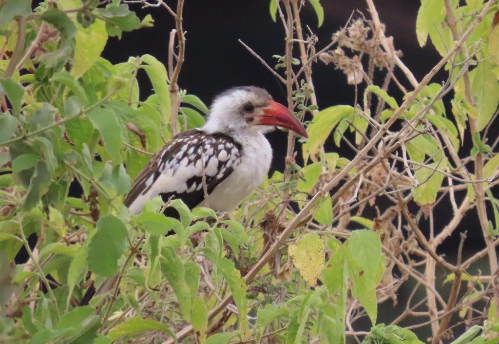 Northern Red-billed Hornbill in Tarangire National Park