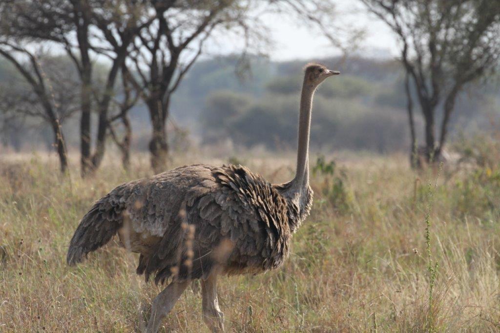 Female Ostrich in Tarangire National Park