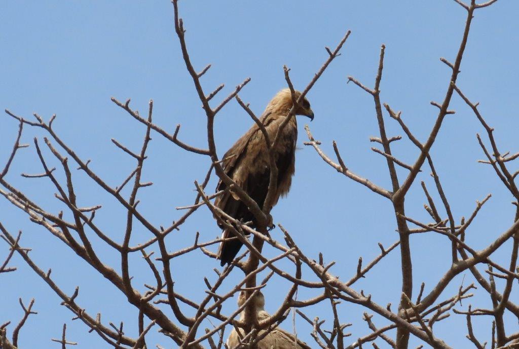 Tawny Eagle at Tarangire National Park