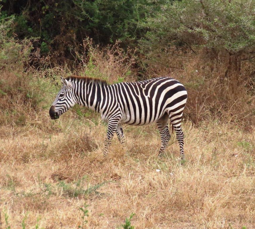 Lone Zebra foraging for food