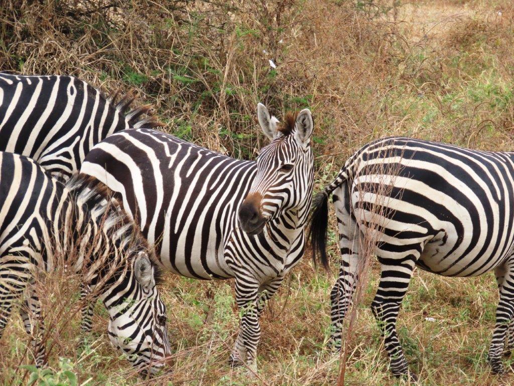 Zebras are my favorite animal in Tanzania