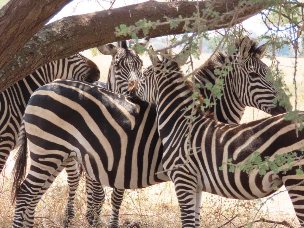Zebras gathering under a tree