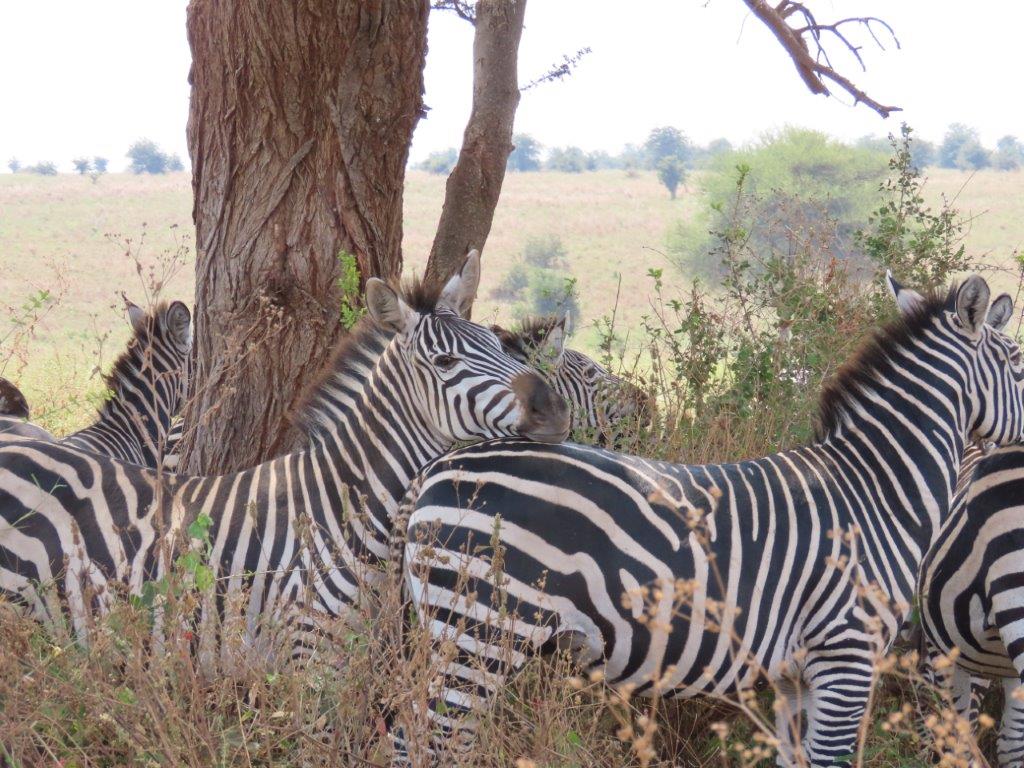 Zebras resting their heads on the backs of other zebras