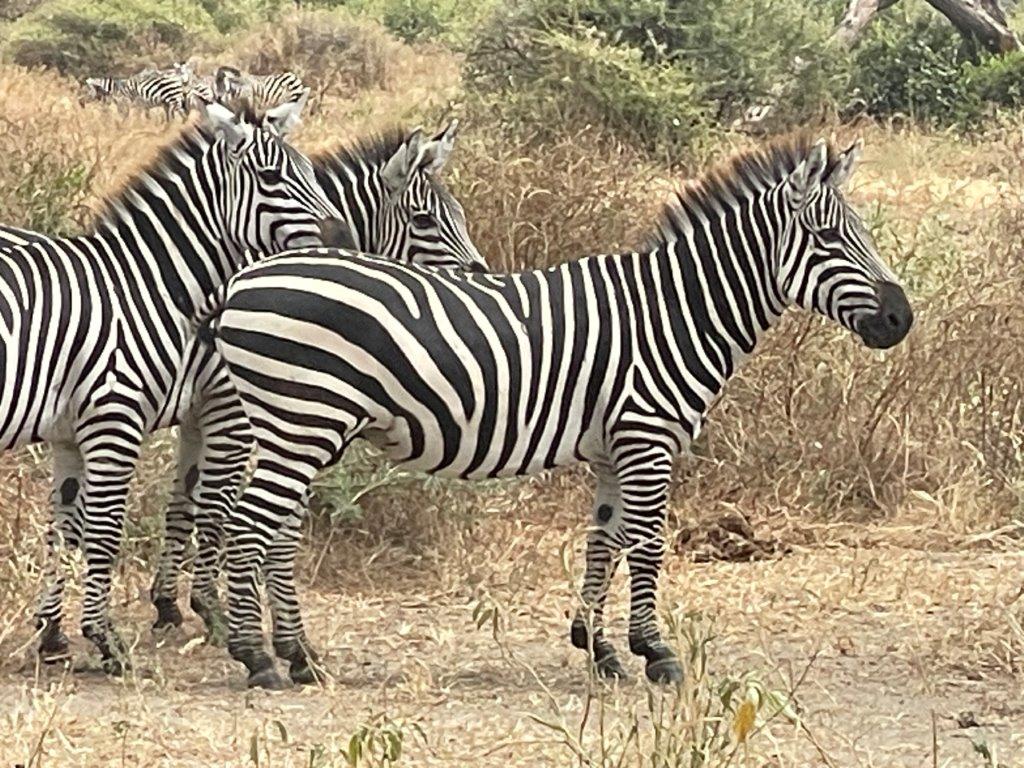 Zebras at Tarangire National Park