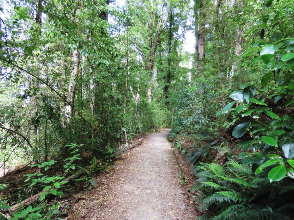 Shaded forest path winding through dense greenery on the Bob’s Cove Track near Queenstown.