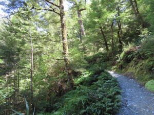 One of the popular hikes to Queenstown is the Routeburn Nature Walk near Glenorchy