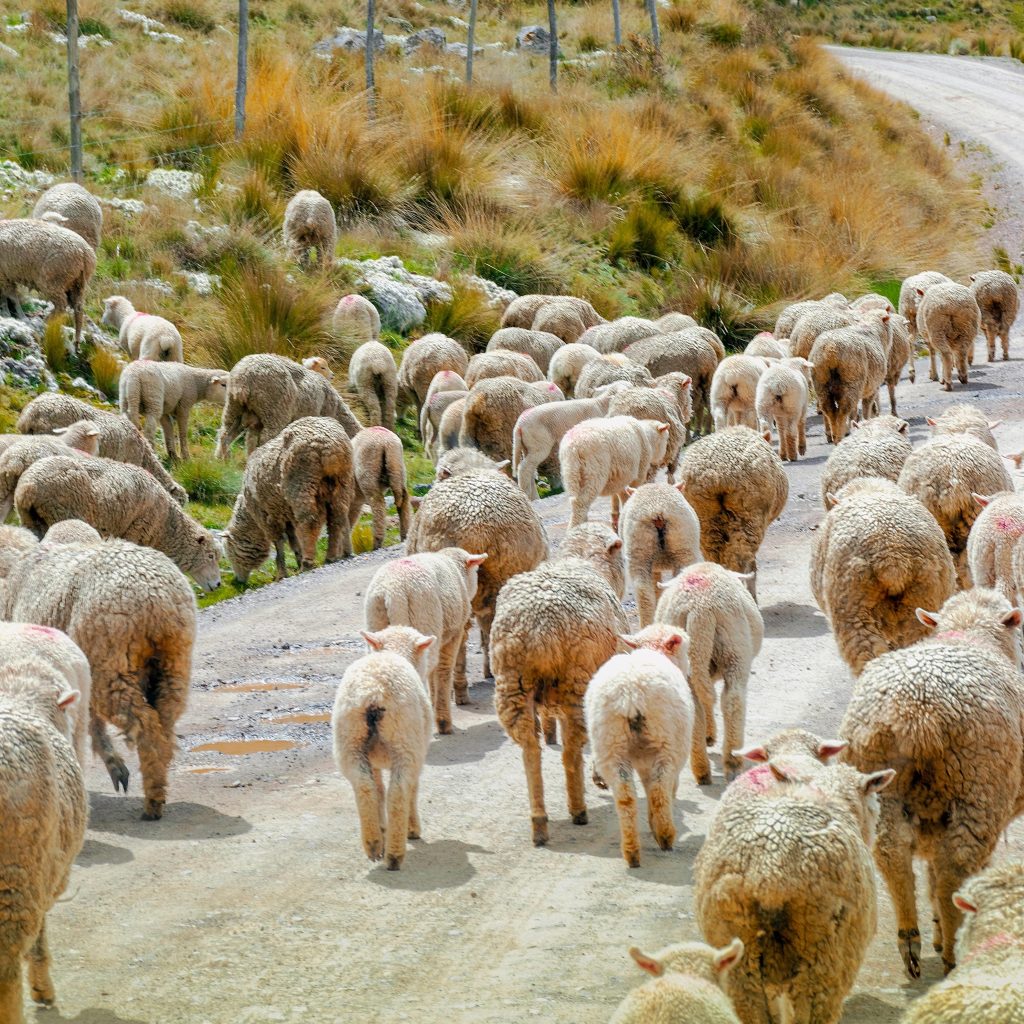 Large flock of sheep walking down a rural road in New Zealand with grassy hills on both sides.