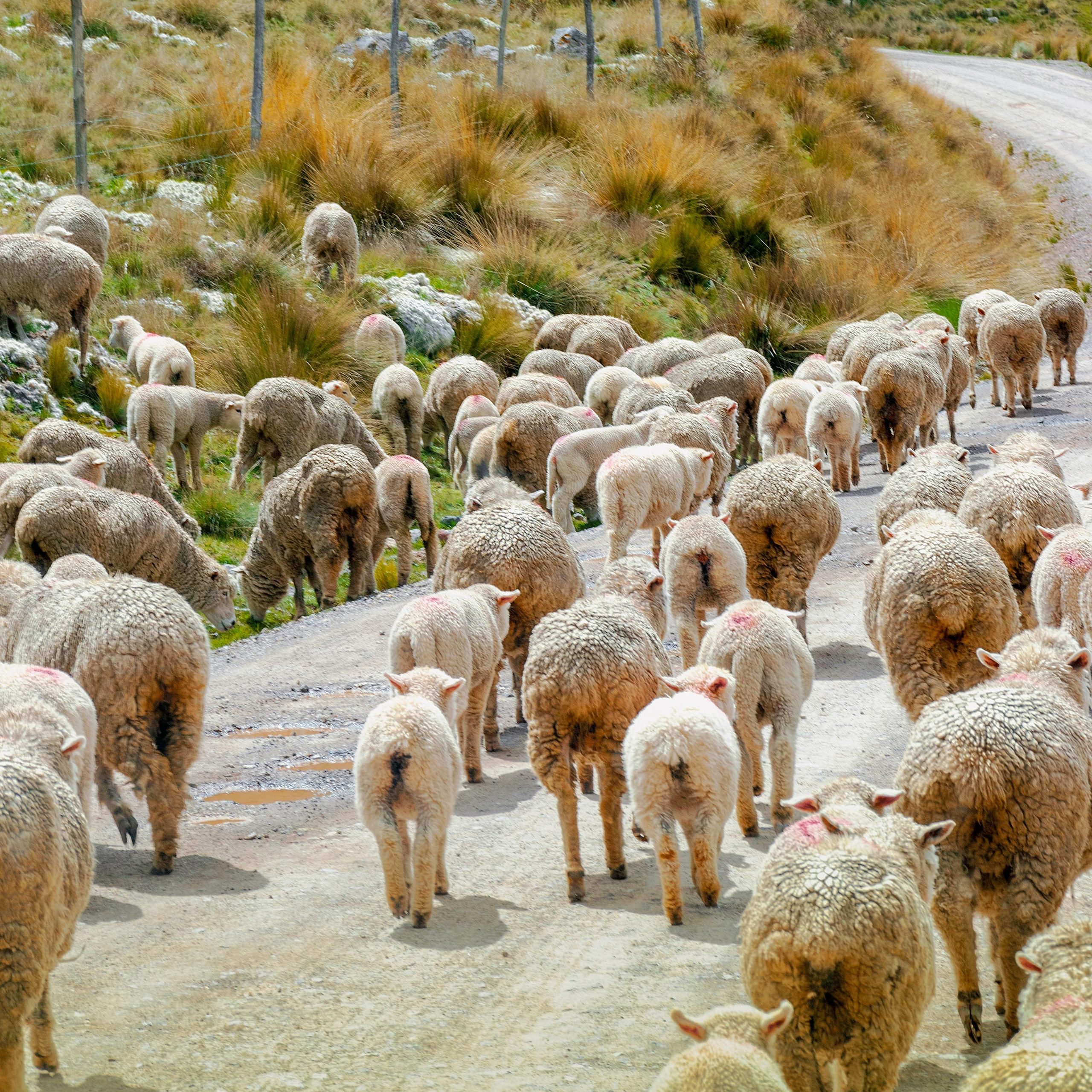 Herds of sheep blocking the road happens occasionally while driving in New Zealand.