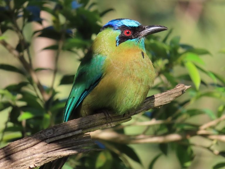 Colorful bird with a bright turquoise crown, red eye and a black mask. The Lesson's Motmot is one of the most popular birds of Costa Rica.