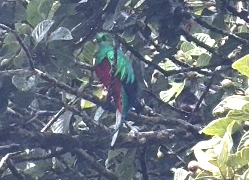 A green and red quetzal bird nestles in the trees at Curi Cancha Reserve in Monteverde Costa Rica.