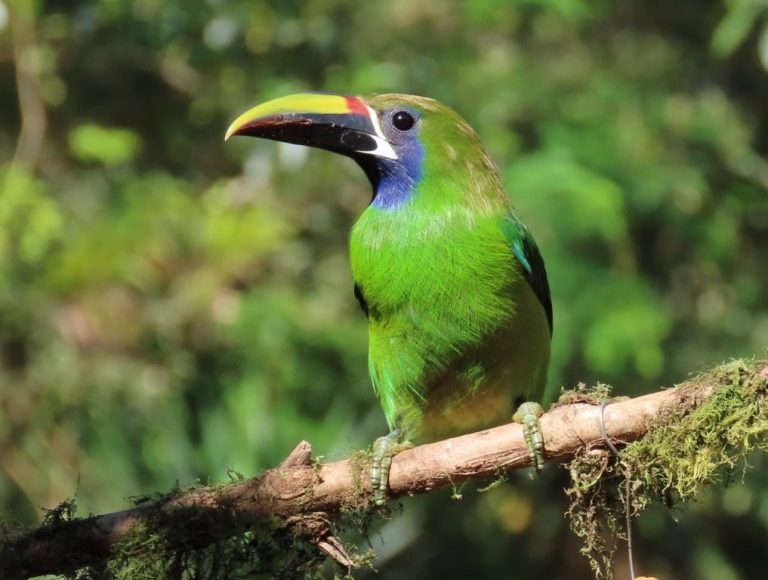 Bright green bird with a colorful bill perches on a branch in the sunshine.