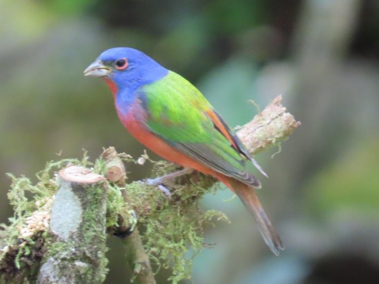 The Painted Bunting is a colorful blue and green bird with an reddish orange belly. He's perched on a tree branch while eating seeds.
