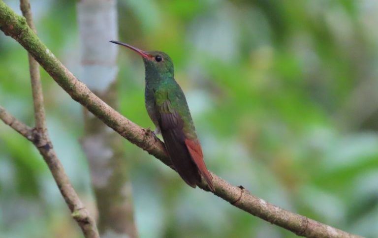 Birds in Panama: Where We Found the Most Colorful Species