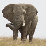 Enormous Elephant approaching across the grasslands of the Serengeti