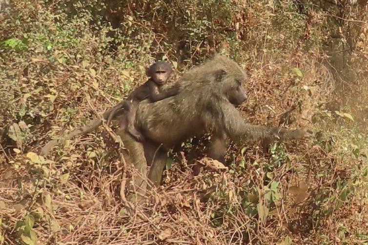 Mama Baboon with baby on her back