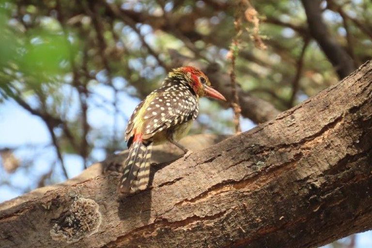 Red-and-yellow Barbet