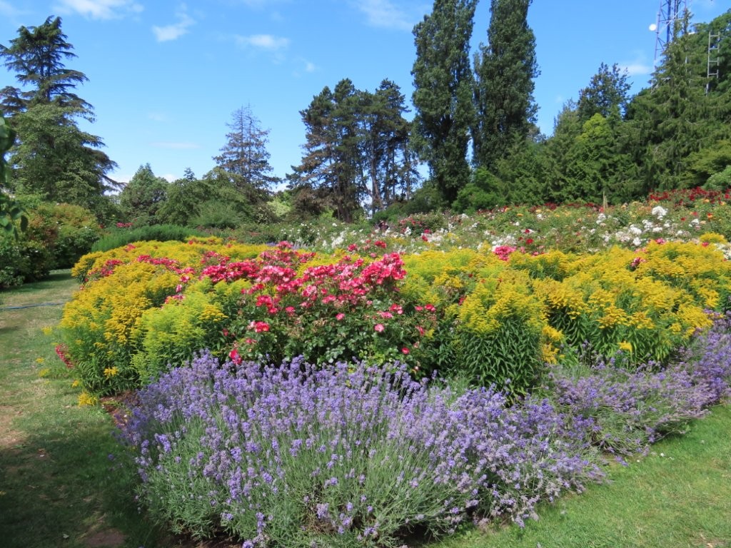 Yellow, pink and lavender colored flowers fill the garden space.
