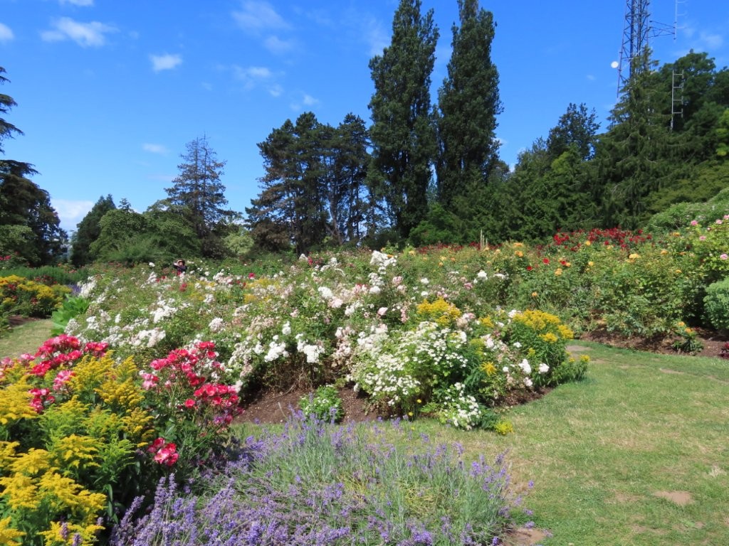 White, pink, yellow and purple flower gardens are separated by grass pathways.