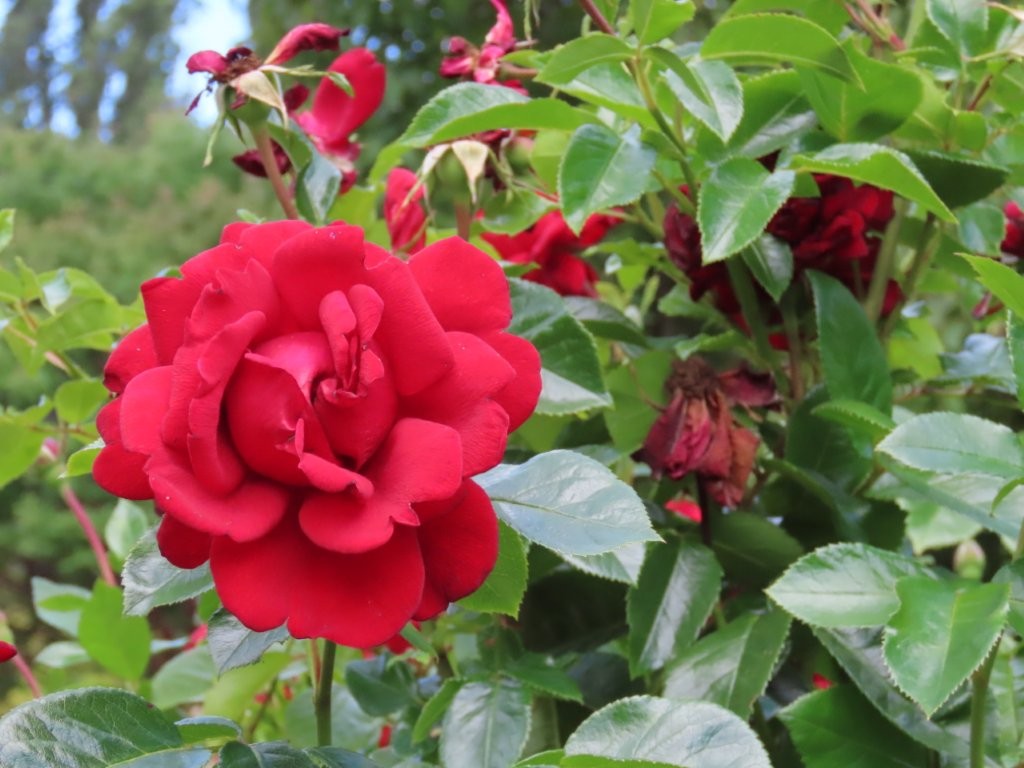 A beautiful red rose is surrounded by lush green leaves in the Rose Garden at Queen Elizabeth Park in Vancouver.