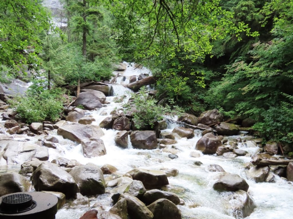 The water falls over numerous rocks and fallen logs as it cascades down the Lower Falls at Shannon Falls.