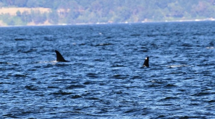 Two Orca whale fins show in the ocean waters. Whale watching is a fun activity that should be part of everyone's Vancouver itinerary.