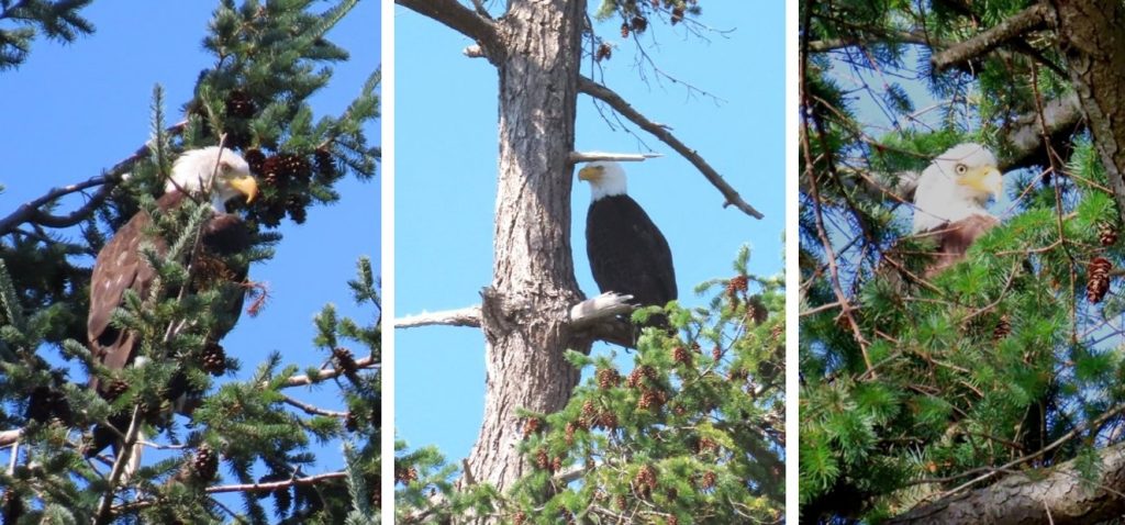Three different bald eagle pictures showing one of our most powerful birds of prey.
