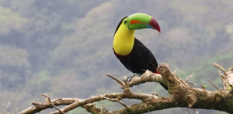 A colorful Keel-billed Toucan sits on a wooden branch with his colorful bill, his yellow throat and black body.