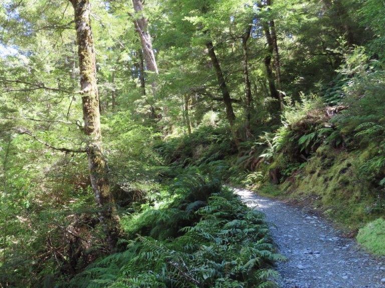 One of the popular hikes to Queenstown is the Routeburn Nature Walk near Glenorchy